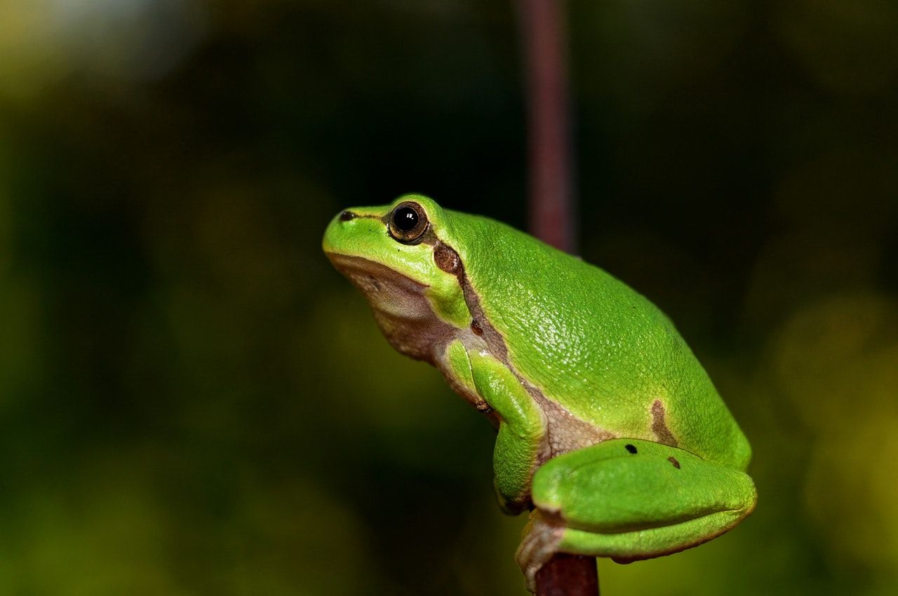 Eat That Frog & Start Accomplishing Your Goals | Brian Tracy