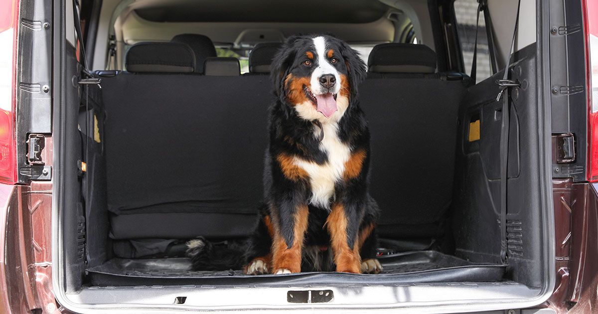 How to Remove Pet Hair from Your Car