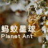 【央视CCTV纪录片】纪录片-蚂蚁星球(Planet Ant：Life Inside the Colony)2013.国语中字_哔哩哔哩_bilibili