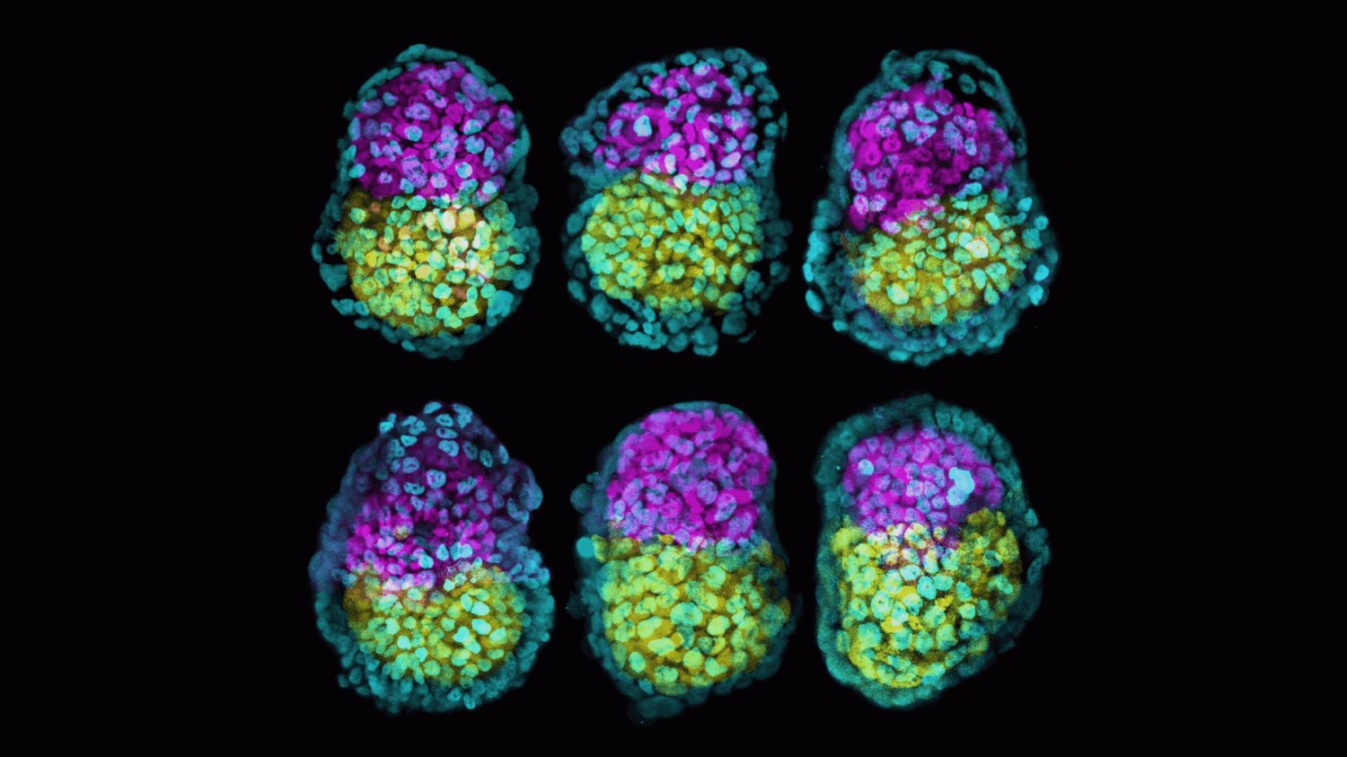 Credit: Berna Sozen/Magdalena Zernicka-Goetz lab