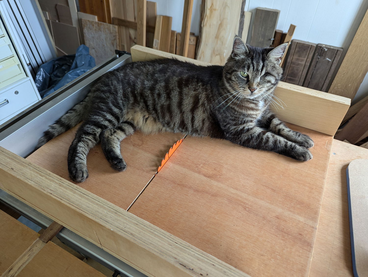 My quality control officer also making sure my table saw is in working order… power wasn’t plugged so he’s all safe 😊