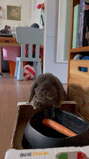 Un saluto anche dal mio coniglio BluBlu.