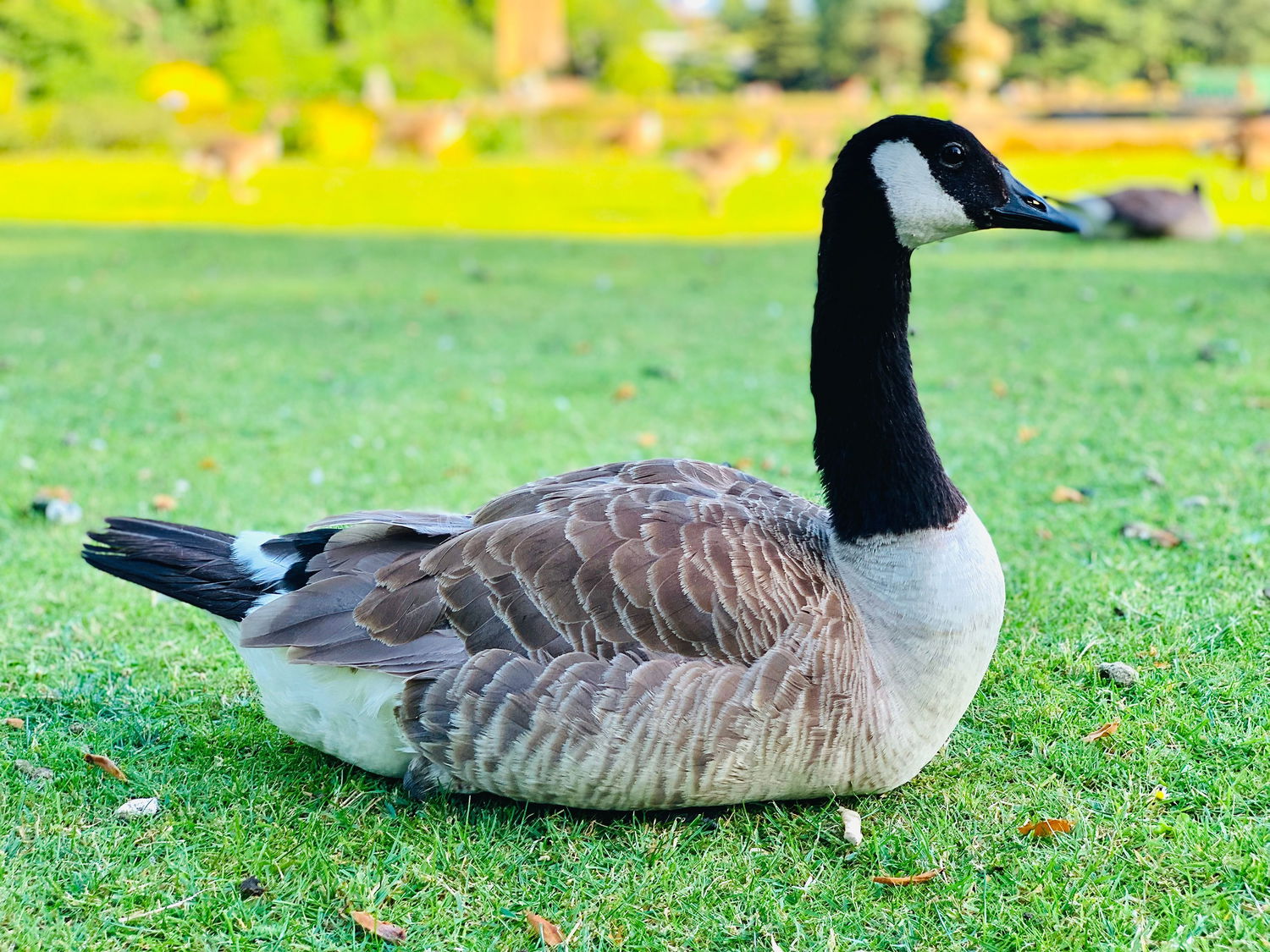 Royal Botanic Gardens, Kew