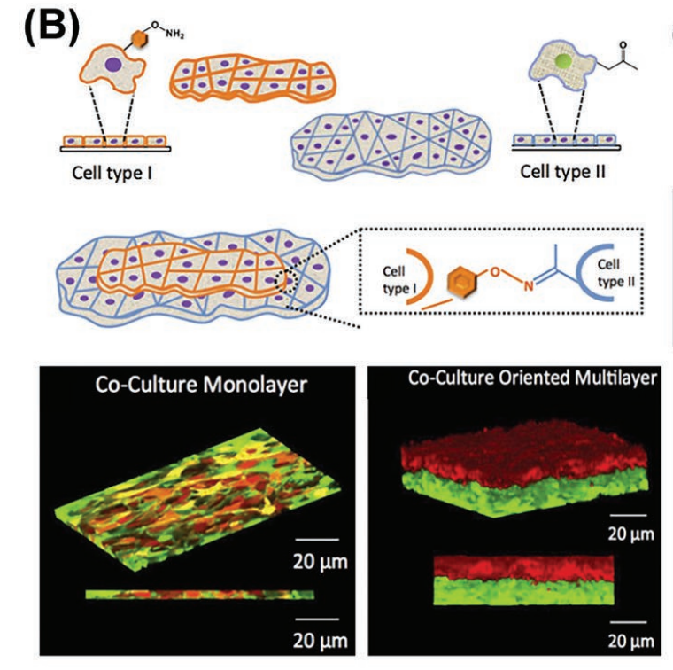 B)通过脂质体融合技术使用化学表面编程技术构建由光氧胺MSCs和酮功能化成纤维细胞组成的多层微组织。这两个细胞群体通过羟胺连接组装成共培养的单层和面向用户的多层。经许可复制。[164]版权所有，施普林格自然。