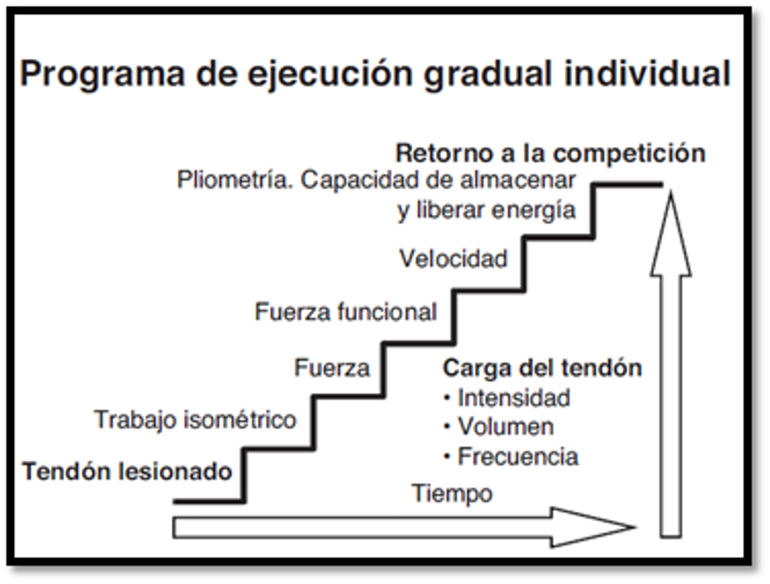 Imagen 4. Estructura del programa para someter a carga progresiva al tendón [4]. 