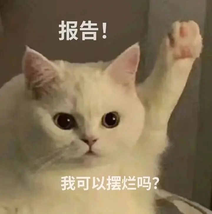 猫猫可以