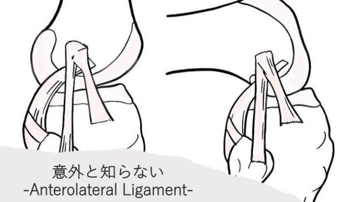 -意外と知らない Anterolateral Ligament- | セラピストキャンプ